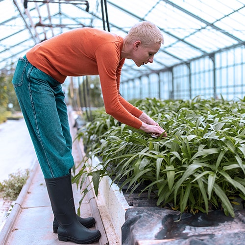 Person tending to plants inside a greenhouse, inspecting and caring for rows of green seedlings.